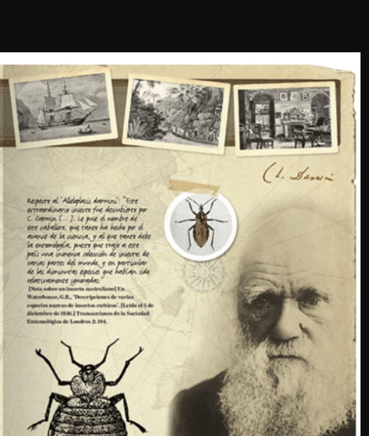 Darwin and La&nbsp;Vinchuca